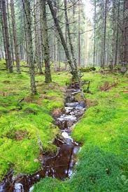 Vernal-pool-1